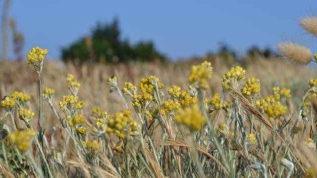 L'île d'Yeu, un environnement fragile à préserver