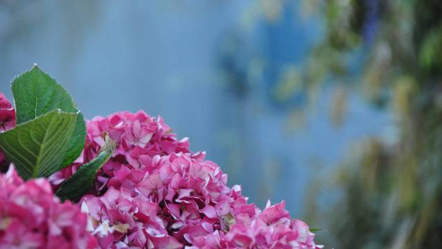 Hortensias de l'île d'Yeu 