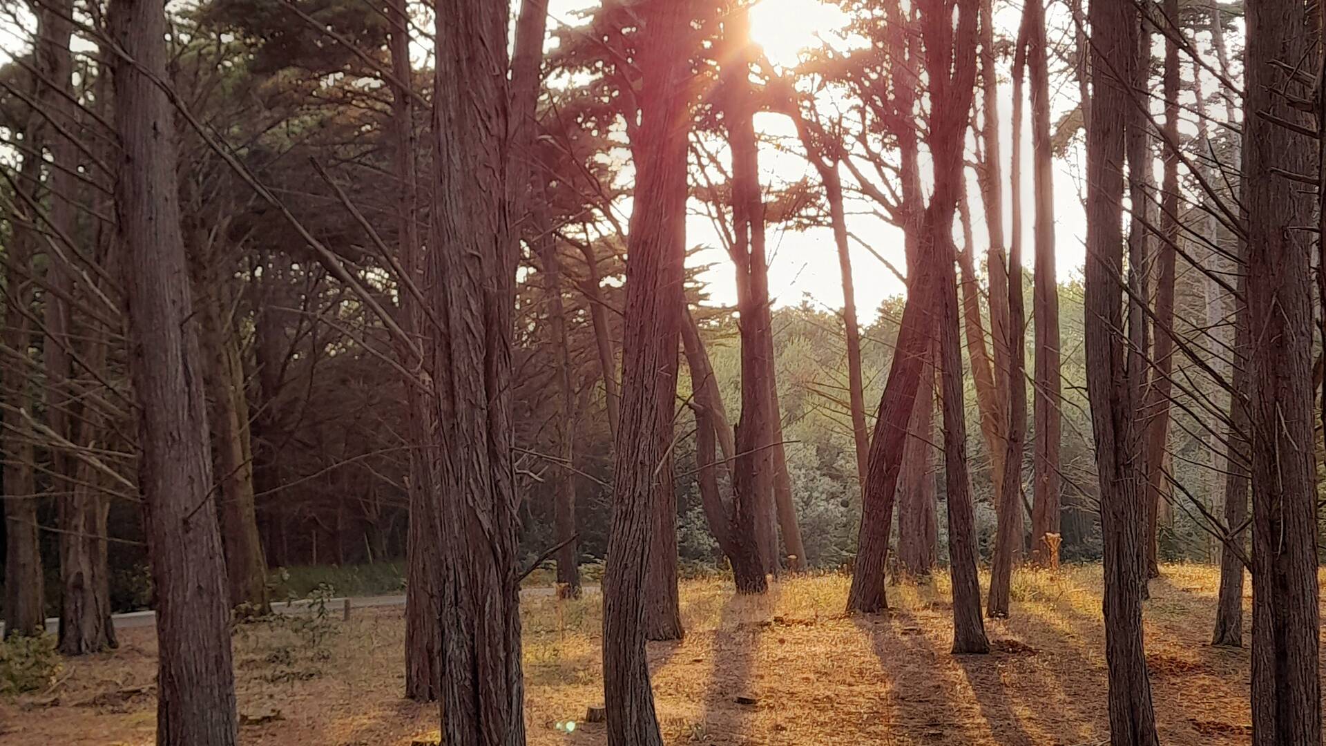 Le bois des Sapins