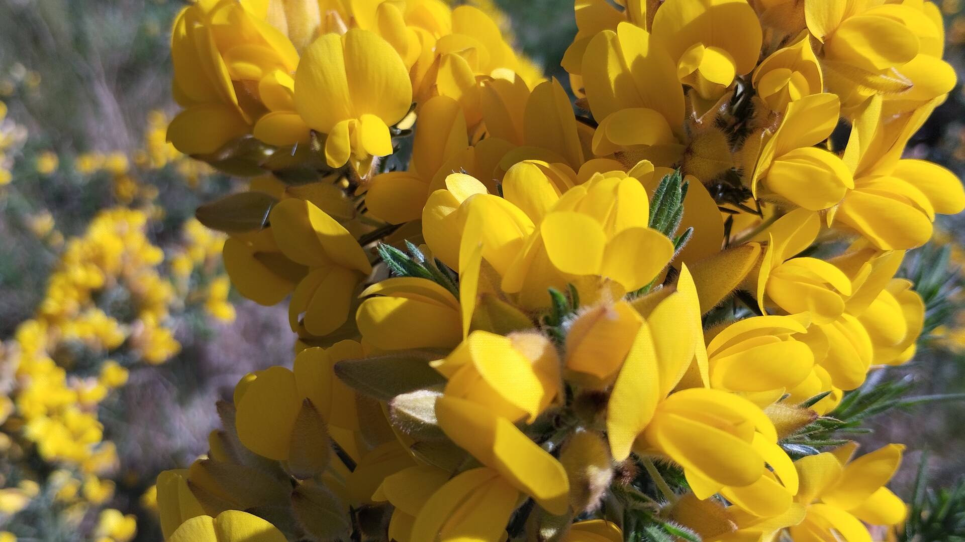 Les premières fleurs arrivent