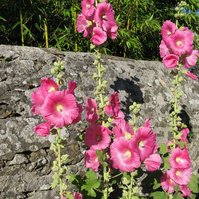 Roses trémières, rue de Saint-Sauveur, Ile d'Yeu