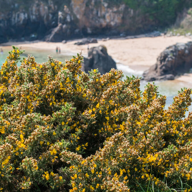 10 raisons qui vous feront adorer l'île d'Yeu au printemps 